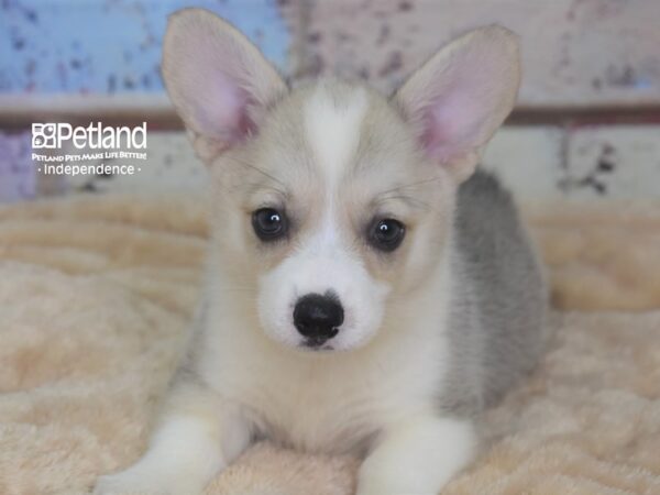 Pembroke Welsh Corgi-DOG-Female-Cream-2934-Petland Lee's Summit, MO