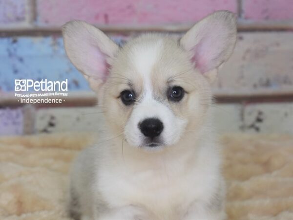 Pembroke Welsh Corgi-DOG-Female-Cream-2933-Petland Lee's Summit, MO