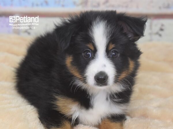Miniature Australian Shepherd-DOG-Male-Black Tri-Color-2926-Petland Lee's Summit, MO