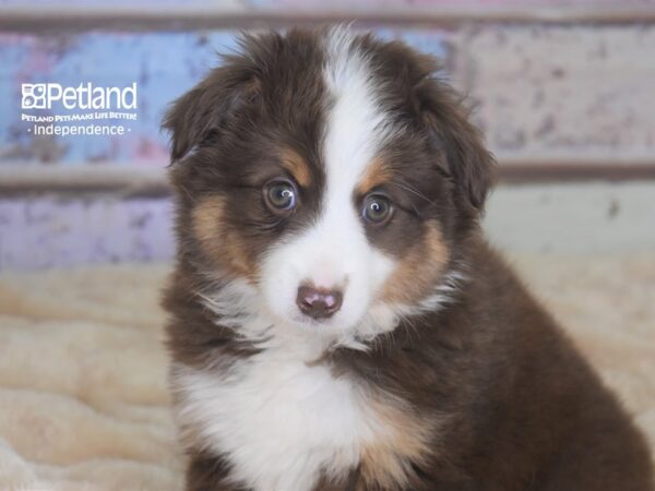 Miniature Australian Shepherd-DOG-Female-Red Tri-2928-Petland Lee's Summit, MO