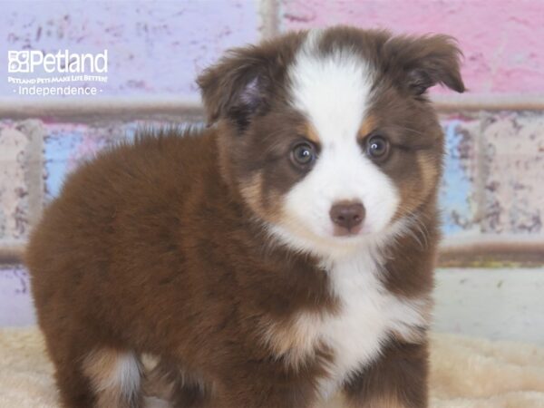 Miniature Australian Shepherd-DOG-Male-Red Tri-2927-Petland Lee's Summit, MO