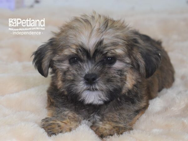 Shorkie Tzu-DOG-Male-Golden-2930-Petland Lee's Summit, MO