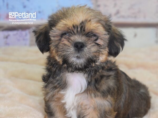 Shorkie Tzu-DOG-Male-Golden-2929-Petland Lee's Summit, MO