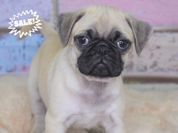 Pug-DOG-Male-Fawn-2836-Petland Lee's Summit, MO