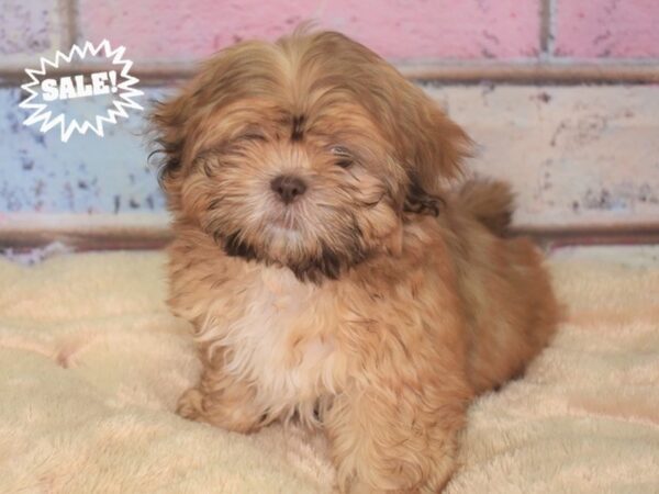 Shih Tzu-DOG-Male--2797-Petland Lee's Summit, MO