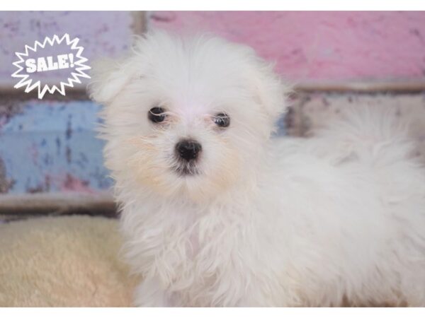Maltese-DOG-Male-White Black Points-2800-Petland Lee's Summit, MO