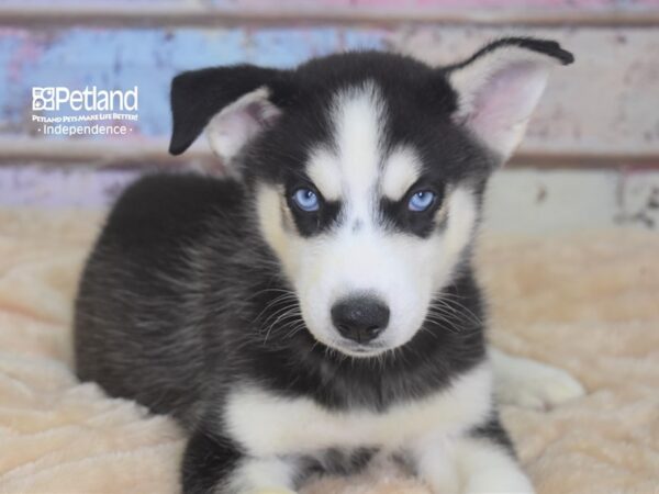 Siberian Husky-DOG-Male-Black & White-2946-Petland Lee's Summit, MO