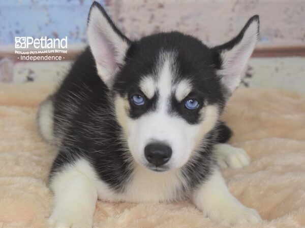 Siberian Husky-DOG-Female-Black & White-2943-Petland Lee's Summit, MO