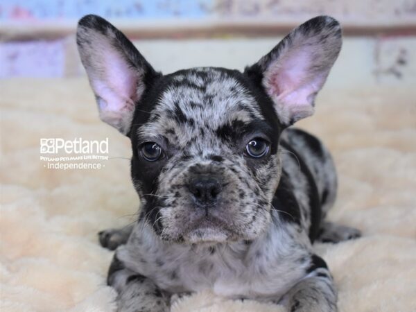 French Bulldog-DOG-Male-Blue Merle-2937-Petland Lee's Summit, MO