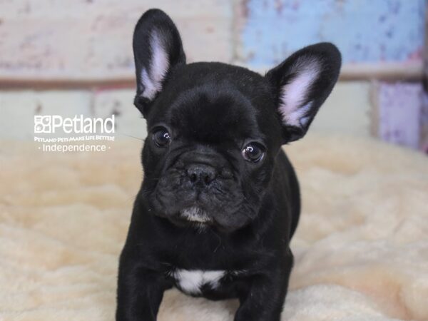 French Bulldog-DOG-Female-Black-2938-Petland Lee's Summit, MO