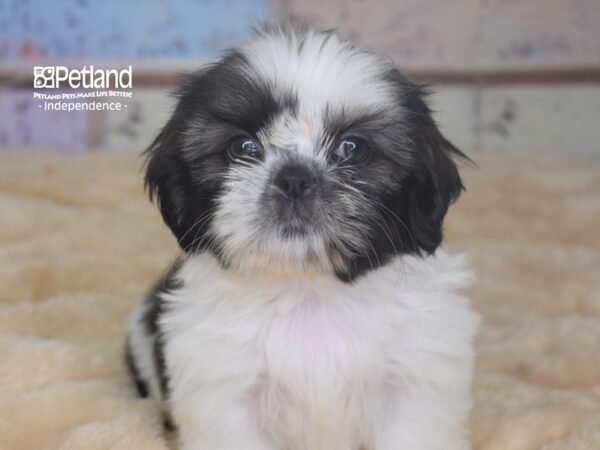 Shih Tzu-DOG-Female-Gold & White, Black Tips-2951-Petland Lee's Summit, MO
