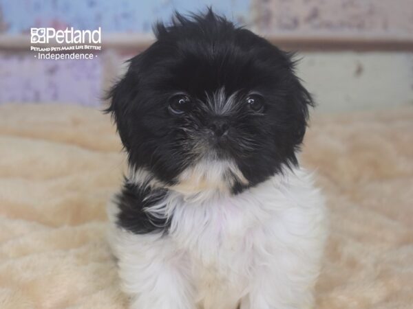 Shih Tzu-DOG-Female--2942-Petland Lee's Summit, MO