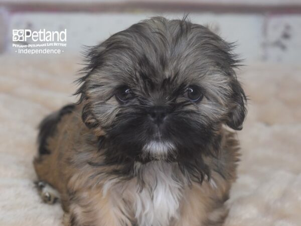 Shih Tzu-DOG-Female-Dark Gold w/ Black Mask-2950-Petland Lee's Summit, MO
