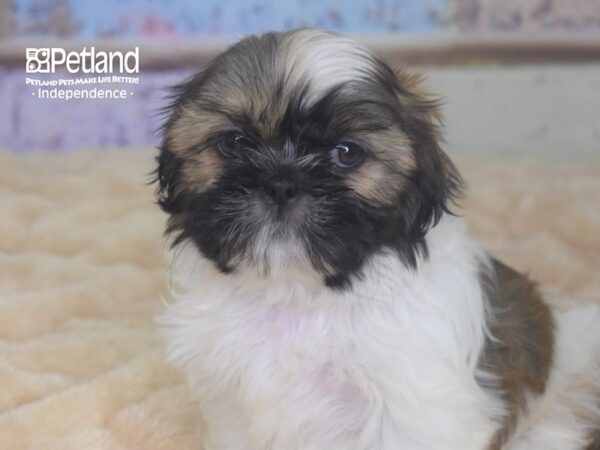 Shih Tzu-DOG-Male-Gold & White, Black Mask-2953-Petland Lee's Summit, MO
