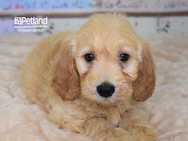Miniature Goldendoodle-DOG-Male--2940-Petland Lee's Summit, MO