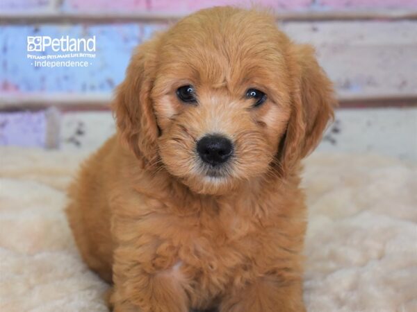 Miniature Goldendoodle-DOG-Female--2941-Petland Lee's Summit, MO