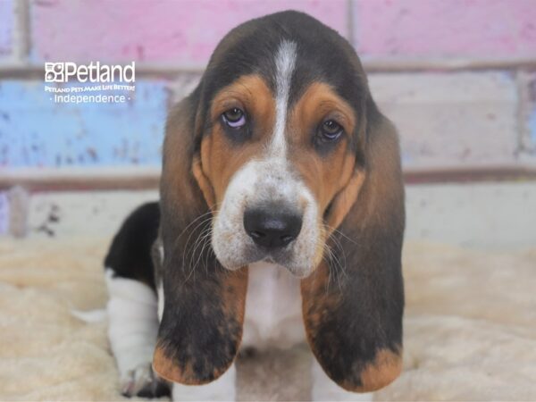 Basset Hound-DOG-Male-Black, White, & Tan-2936-Petland Lee's Summit, MO