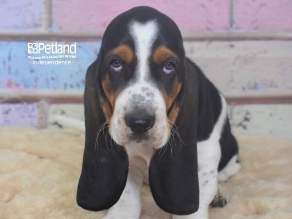 Basset Hound-DOG-Male-Black, Tan, & White-2954-Petland Lee's Summit, MO