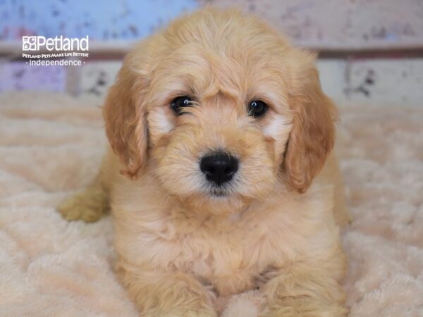 Miniature Goldendoodle-DOG-Male-Light Golden-2957-Petland Lee's Summit, MO