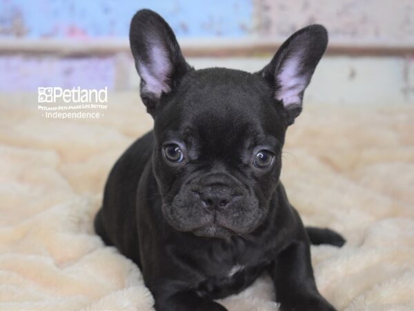 French Bulldog-DOG-Female-Chocolate-2956-Petland Lee's Summit, MO