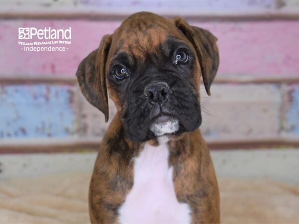 Boxer-DOG-Male-Brindle-2964-Petland Lee's Summit, MO