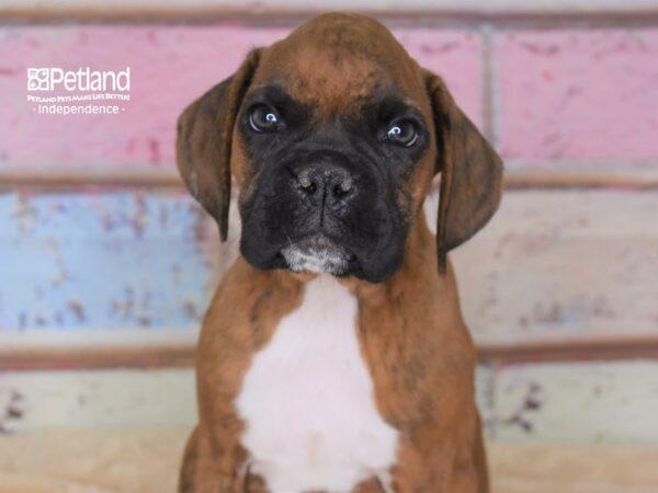 Boxer-DOG-Male-Brindle-2948-Petland Lee's Summit, MO
