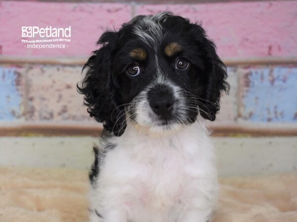 Cockapoo-DOG-Female-Black and White-2955-Petland Lee's Summit, MO