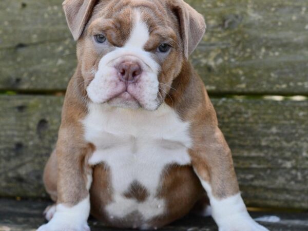 Olde English Bulldog-DOG-Male--2965-Petland Lee's Summit, MO