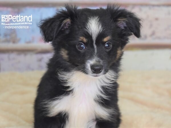 Toy Australian Shepherd-DOG-Male-Black Tri-2959-Petland Lee's Summit, MO