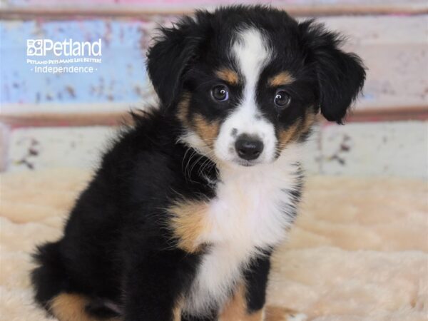 Toy Australian Shepherd-DOG-Female-Black Tri-2958-Petland Lee's Summit, MO