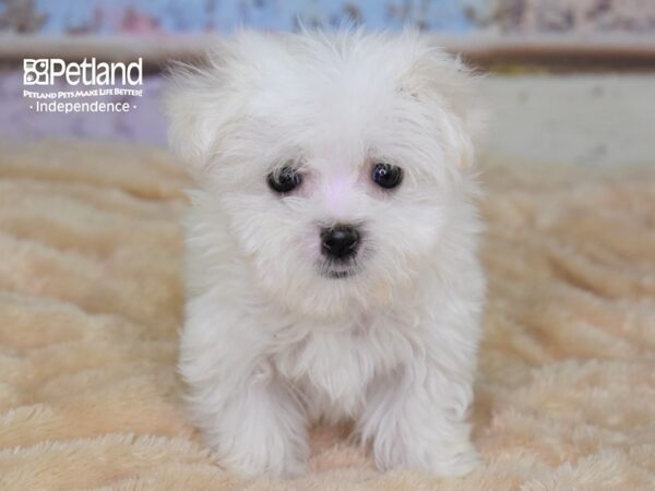 Maltese-DOG-Female-White-2967-Petland Lee's Summit, MO