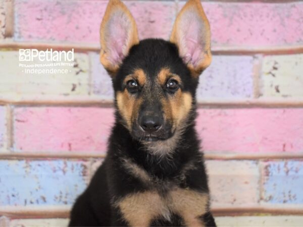 German Shepherd-DOG-Male-Black and Tan-2963-Petland Lee's Summit, MO