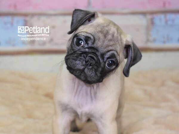 Pug-DOG-Female-Fawn Black Mask-2962-Petland Lee's Summit, MO