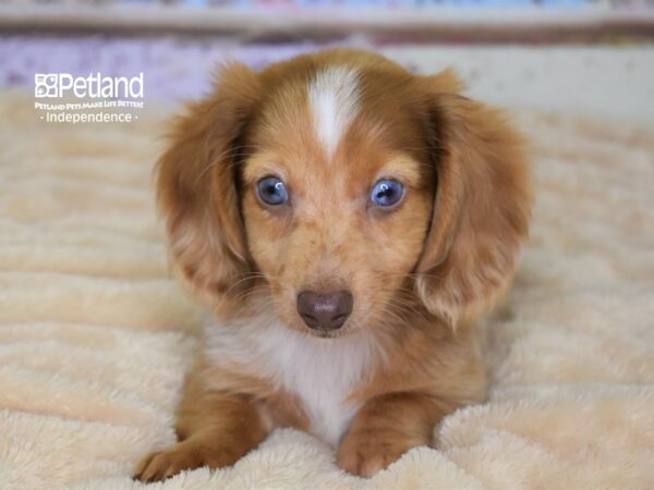 Dachshund-DOG-Male-Red-2961-Petland Lee's Summit, MO