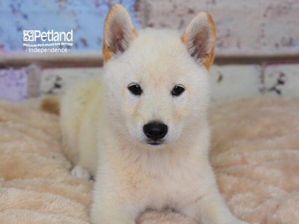 Shiba Inu-DOG-Male-Red Sesame-2969-Petland Lee's Summit, MO