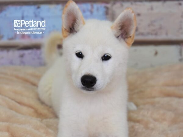 Shiba Inu-DOG-Male-Red Sesame-2968-Petland Lee's Summit, MO