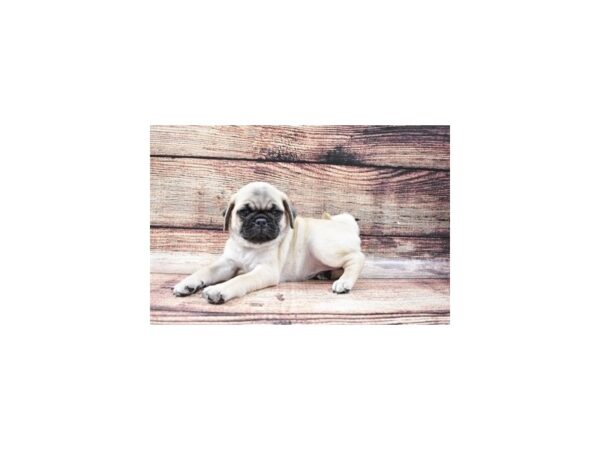 Pug-DOG-Female-Fawn-2973-Petland Lee's Summit, MO