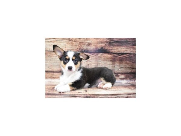 Pembroke Welsh Corgi-DOG-Female-Black and Tan-2975-Petland Lee's Summit, MO