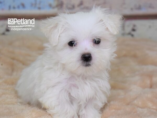 Maltese-DOG-Male-White-2971-Petland Lee's Summit, MO