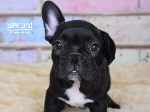 French Bulldog-DOG-Male-Black Brindle-2970-Petland Lee's Summit, MO