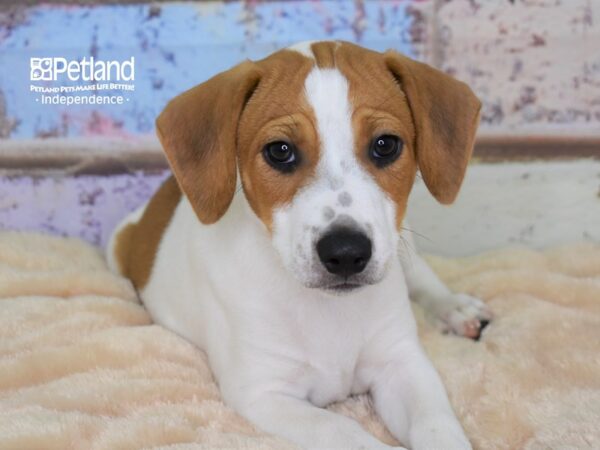 Jack Russell Terrier-DOG-Male-Tan & White-2978-Petland Lee's Summit, MO