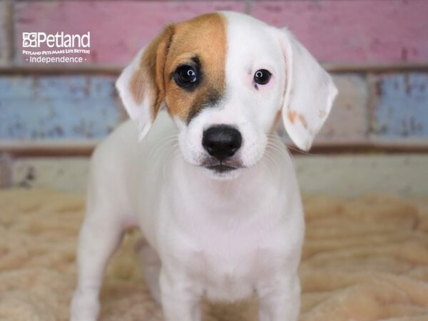 Jack Russell Terrier-DOG-Male-Tan & White-2979-Petland Lee's Summit, MO