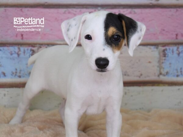 Jack Russell Terrier-DOG-Male-Black & White-2980-Petland Lee's Summit, MO