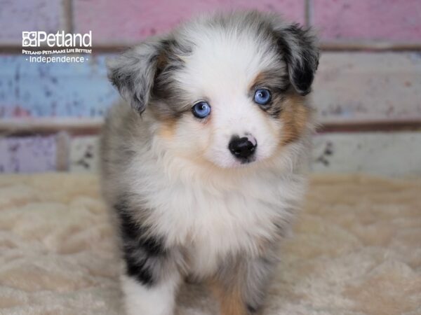 Toy Australian Shepherd-DOG-Male-Blue Merle-2977-Petland Lee's Summit, MO