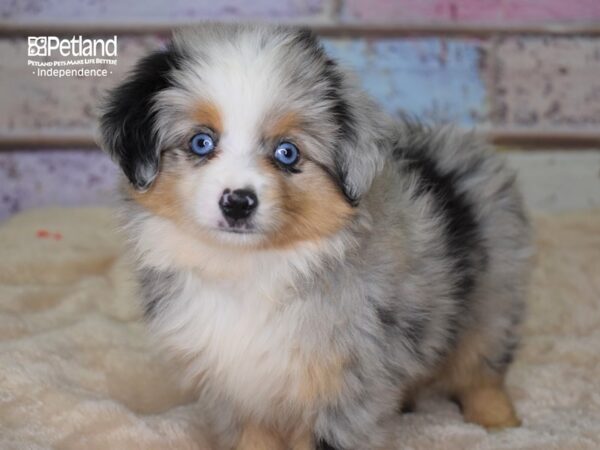 Toy Australian Shepherd-DOG-Male-Blue Merle-2976-Petland Lee's Summit, MO