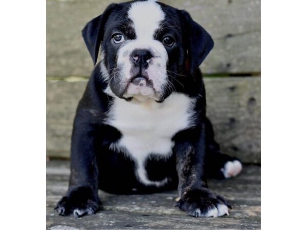 Olde English Bulldog-DOG-Male-Black White Markings-2984-Petland Lee's Summit, MO