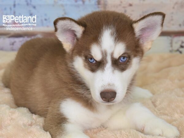 Siberian Husky-DOG-Female-Red & White-2982-Petland Lee's Summit, MO