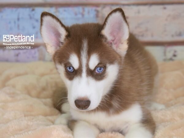 Siberian Husky-DOG-Female-Red & White-2981-Petland Lee's Summit, MO