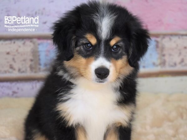 Miniature Australian Shepherd-DOG-Male-Black Tricolor-3000-Petland Lee's Summit, MO