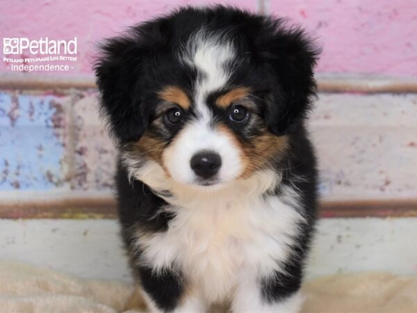 Toy Australian Shepherd-DOG-Male-Black Tricolor-2999-Petland Lee's Summit, MO